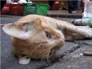 Bóng đá anh, ngoại hạng anh, lịch thi đấu euro 2012, Tỷ phú Trung Quốc "chết vì lẩu thịt mèo"